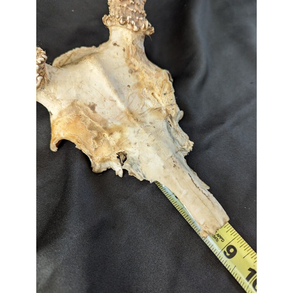 Wild 8 Point Whitetail Deer Antler Rack Horn Skull Plate Man Cave Tall - Picture 9 of 11
